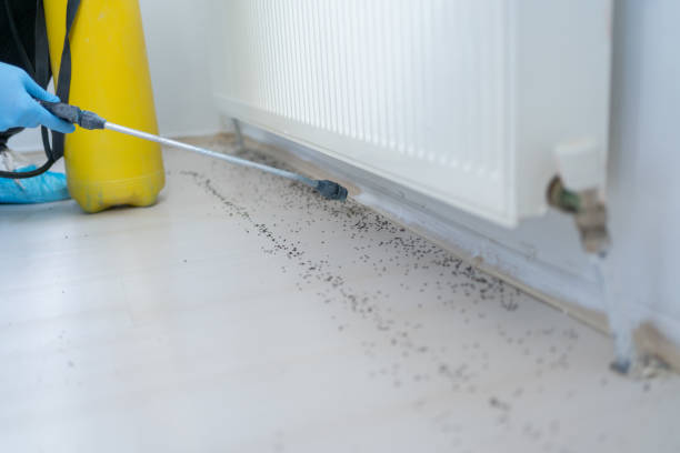 Best Spider Control Near Me  in Goodyear, AZ